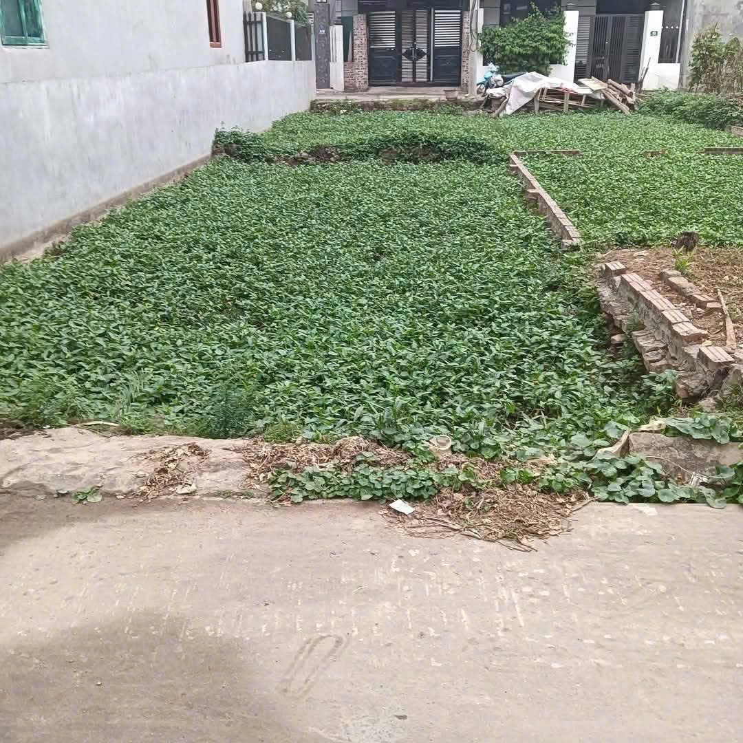 Siêu phẩm đông lai sóc sơn