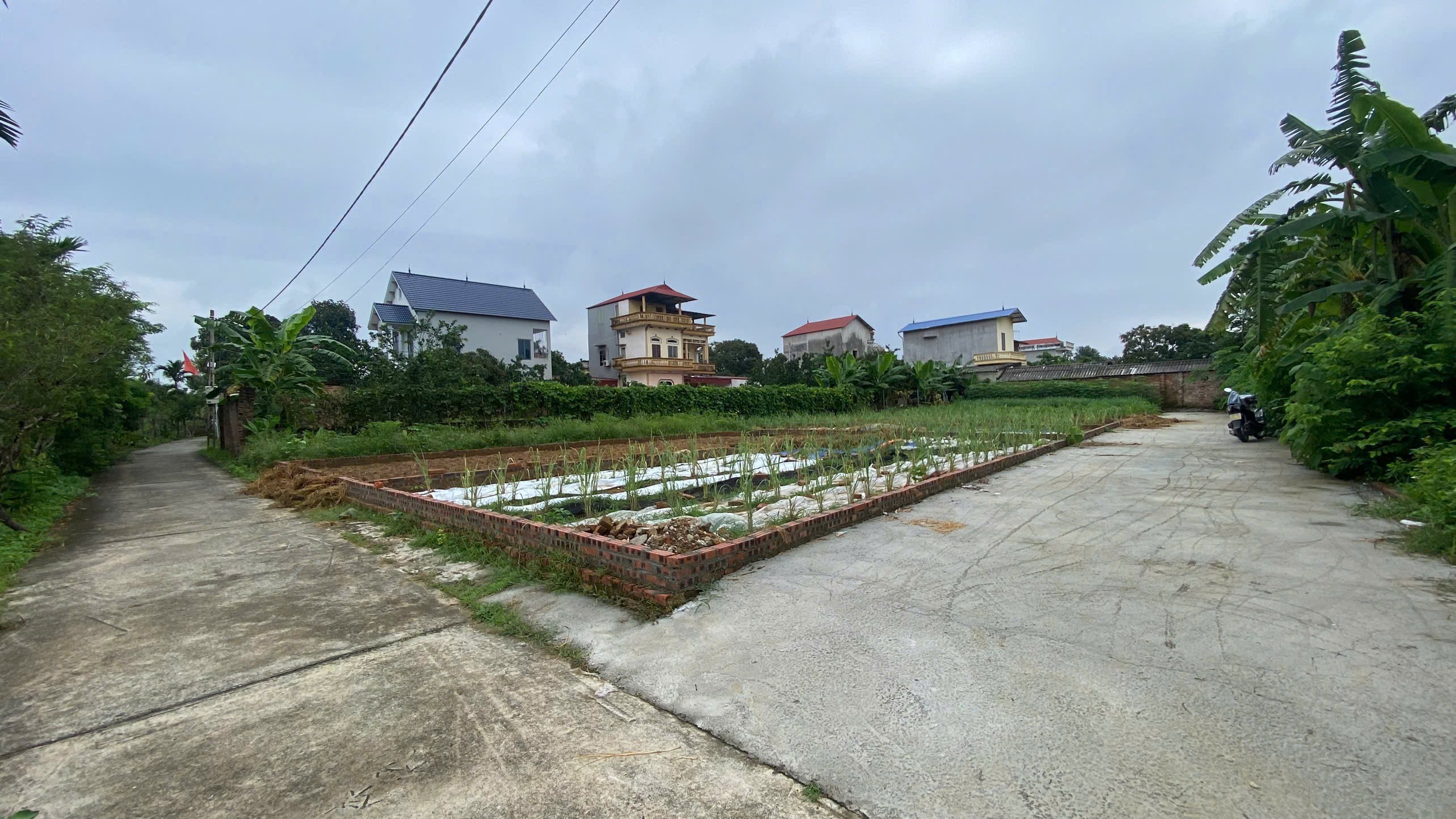 Siêu phẩm đan tảo sóc sơn