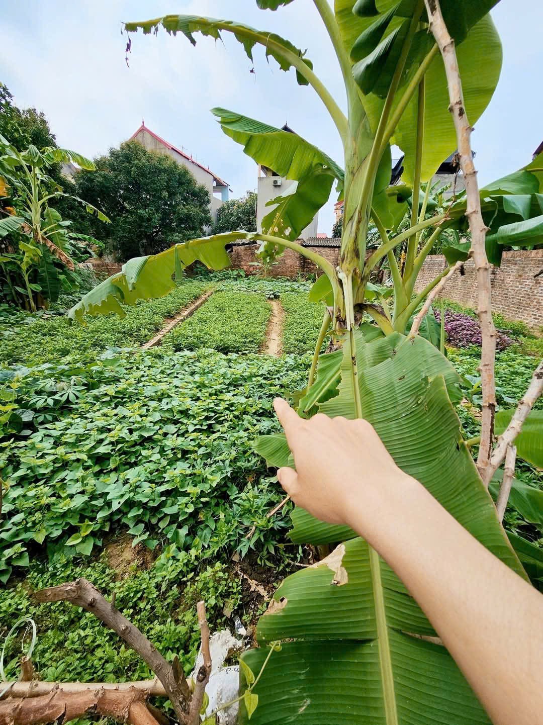 Bán đất